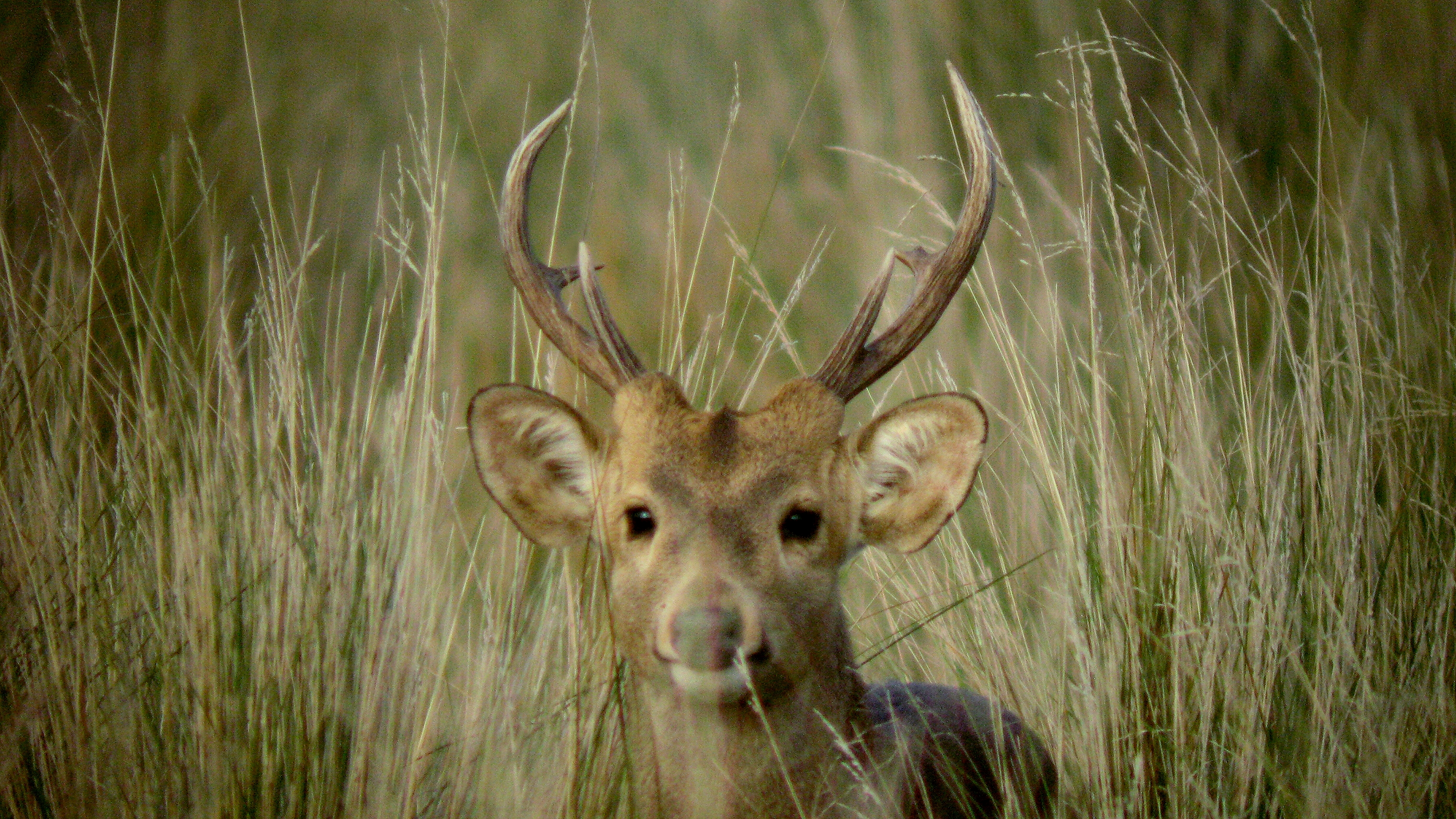 Deer Hunter 2016 Animals